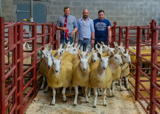 Champion Pen of Cheviot Mule ewe lambs from Philiphaugh Estates sold for £140 per head with judges James Alexander (centre) and Martin Millar (right)